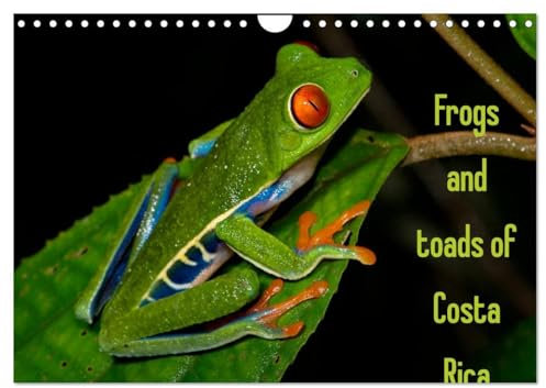 Frogs and toads of Costa Rica / UK-version (Wandkalender 2024 DIN A4 quer), CALVENDO Monatskalender