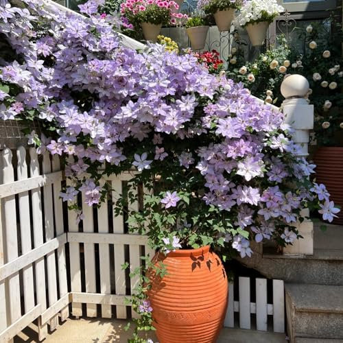 2 piezas Clemátide bulbos perennes resistentes la hortensia trepadora es resistente bulbos de floración temprana plantas trepadoras las plantas trepadoras son resistentes regalos