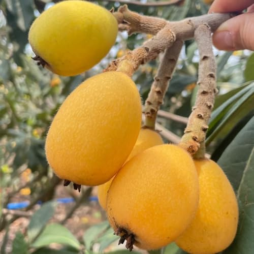Semi di nespolo giapponese, regali per gli amanti del giardino semi rari giardino di comprare alberi da nani resistenti fresca 30pcs