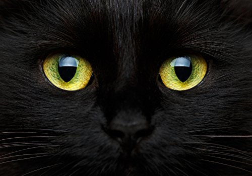 wandmotiv24 Fototapete Katze Tier Augen, 300 x 210 cm - selbstklebende Vliestapete 150g, Wanddeko, Wandbild, Wandtapete, Natur, Schwarz, Gelb M1013