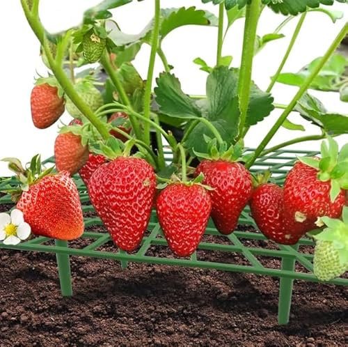 Fresera Silvestre Natural Planta de Fresas para un Cultivo sin Complicaciones