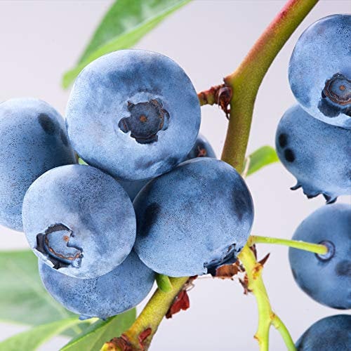 Blueberry Bush PowderBlue Deciduous Hardy Shrub Exquisite Powder-Blue Blueberries Ideal for All Garden Types Attracts Wildlife Fruit Blueberry PowderBlue 1 x 9cm Pot by Thompson and Morgan