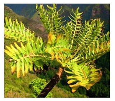 Pcs - 5X Dendroseris Pinnata Palm Trees - Garden Plants - Seeds B507 & Plants Shop by Ipsa