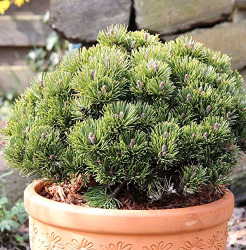 Zwerg Kiefer Picobello 15-20cm - Pinus mugo - lebende Gartenpflanze aus den Baumschulen