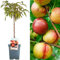Collection d'arbres fruitiers pour patio | Fruits variés | Idéal pour petits jardins | 2-3 pieds