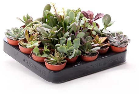 20 Sukkulenten im 5,5 cm Topf - 5 Sorten, 8-15 cm groß, Pflegeleicht, Ideal für Haus, Balkon & Büro - LEBENDWARE von LEBENSWUNDER Succulenten