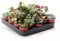20 Sukkulenten im 5,5 cm Topf - 5 Sorten, 8-15 cm groß, Pflegeleicht, Ideal für Haus, Balkon & Büro - LEBENDWARE von LEBENSWUNDER Succulenten