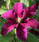Waldrebe Niobe 40-60cm - Clematis