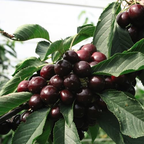 Cherry 'Kordia' - Large Fruiting Variety for Sweet Harvests 9 Litre Pot x 1 by Thompson & Morgan