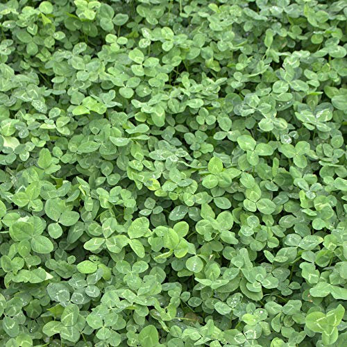 Trifoglio Bianco (Trifolium Repens) 10 kg Kriechklee Singolo Semi Concime Verde Pascolo