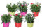 6x Dianthus Mix – Nelke – Einjährige Pflanze – Farbmix – ⌀10,5 cm – 10-15 cm
