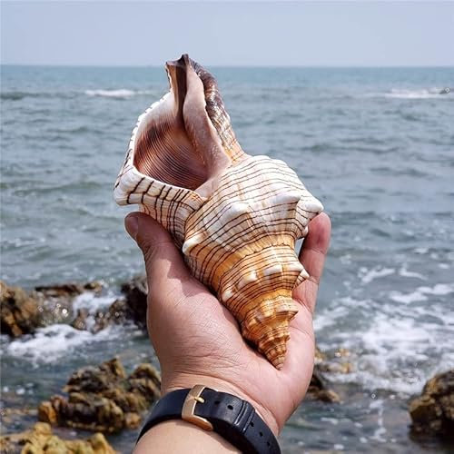 Große natürliche Muscheln, große Ozeanmuscheln, 13-18 cm, Jumbo-Muscheln, perfekt für Hochzeitsdekoration, Strand-Mottoparty, Heimdekorationen, Bastelarbeiten, Aquarium- und Muschelsammler (C-1PCS)
