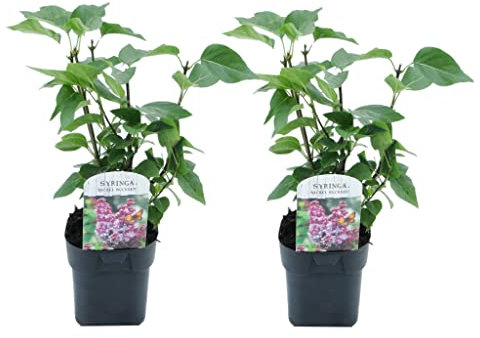 Plant in a Box - Flieder - 2er Set - Syringa vulgaris Michel Buchner - Höhe 25-40cm - Topf 17cm - Zierstrauch für Garten - Lila Blüten