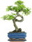Chinese Elm Bonsai Tree
