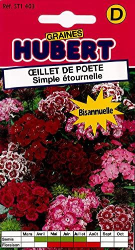 Graines d'Oeillet de Poete simple étournelle - 1,5 grammes
