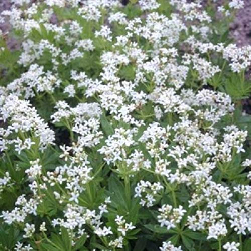6 x Waldmeister - Galium Odoratum Topf 9x9cm: Bodendecker mit duftenden Blüten, ideal für schattige Plätze und Aromaten.