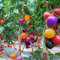 Samen Paket: Phoenix Dactylifera, Honig Dattelpalme 5 Samen Nicht-GVO-Schiff von T
