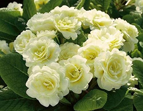 Double Primrose Primula Belarina® Cream Perennial Plug Plants Pack x6