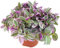 Fangblatt - Tradescantia 'Sweetness' - kleine Dreimasterblume im Ø 10,5 cm Topf - pflegeleichte Zimmerpflanze zum Hängen