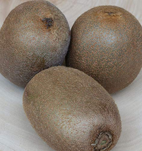 weibliche Kiwi Hayward 40-60cm - Actinidia chinensis