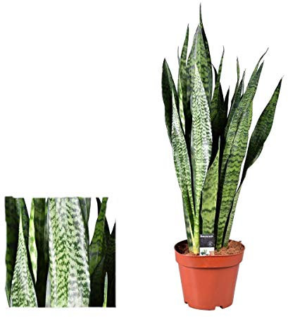 Sansevieria Zeylanica (Bogenhanf) 80-100 cm - Luftreinigende Zimmerpflanze für bessere Raumluft, Pflegeleicht & Robuste Dekorative Pflanze für Ihr Zuhause oder Büro
