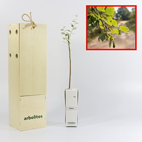 Peuplier Blanc | Grand Arbre | Jeune Pousse de 30 cm Reçue dans une Caisse en Bois Réutilisable | 1 Unité