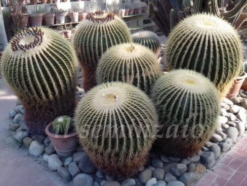Echinocactus Grusonii cuscino della suocera 50 SEMI