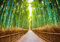 decomonkey Fototapete Wald Bambus 350x256 cm XXL Tapete Wandbild Bild Fototapeten Tapeten Wandtapete Allee Natur
