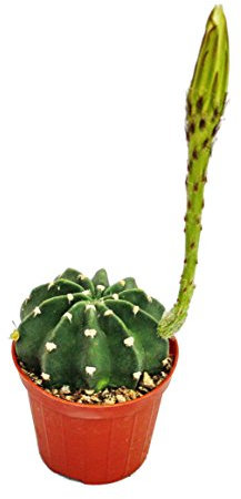 Exotenherz - Echinopsis subdenundata - kleine Pflanze im 5,5cm Topf