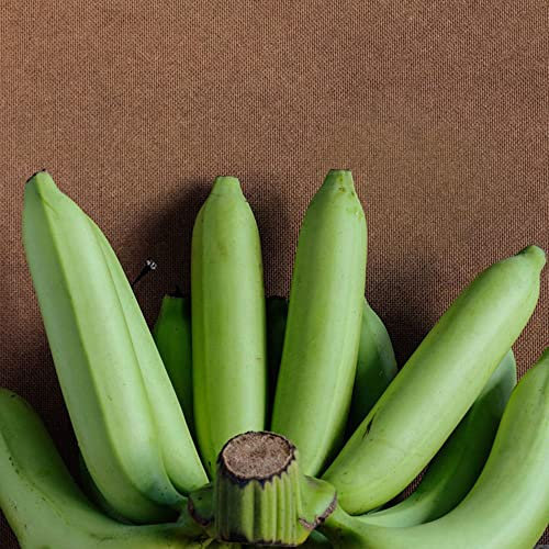 Bananensamen Winterhart Essbar Bananen Pflanzen, Bonsai Baum Obst Samen, Zimmerbonsai Bonsai Baum Winterharte Balkonpflanzen Sapote Frucht - 10 Stück (Grün)