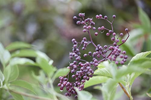Sambucus nigra 100-150 cm - Schwarzer Holunder, weiße Blüten, Blütezeit Mai-Juni, ideal für Hecken, bienenfreundlich, winterhart