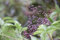 Sambucus nigra 100-150 cm - Schwarzer Holunder, weiße Blüten, Blütezeit Mai-Juni, ideal für Hecken, bienenfreundlich, winterhart