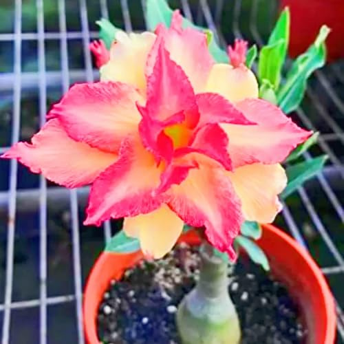 Perenne resistente Fácil de cultivar Jardines Rosas raras del desierto Alto valor ornamental-1knolle-e