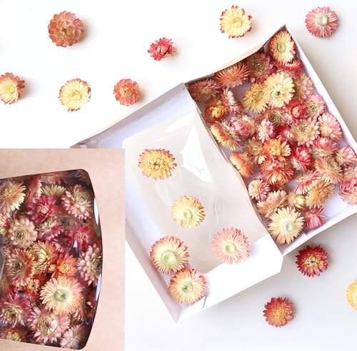 Getrocknete Helichrysum Strohblumen Köpfe – langlebige Trockenblumen für Deko & Basteln | Farbvarianten | Geschenkbox mit Sichtfenster – Dekoration für Kränze, Kerzen & Tischdeko (Lachs)