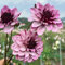 4 pcs dahlien knollen kaufen - dahlien zwiebeln - blumen geschenk, blumen zwiebeln Dahlia Dahlie zwiebel blumenzwiebeln frühblüher, blumen für balkon seltene pflanzen, ausgefallene