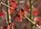 Rotblühende Zaubernuss Hamamelis intermedia Diane Containerware 40-60 cm