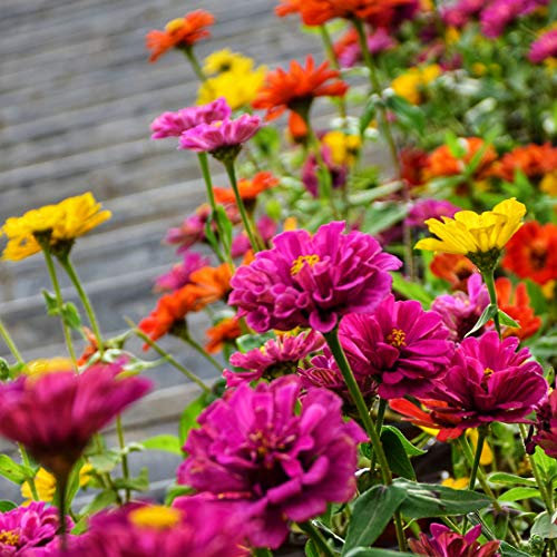 Semi di zinnia per piantare all'aperto Ogni confezione (2000+) Semi Colori misti Giardino Semi di fiori recisi di gioventù e vecchiaia