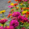 Semi di zinnia per piantare all'aperto Ogni confezione (2000+) Semi Colori misti Giardino Semi di fiori recisi di gioventù e vecchiaia