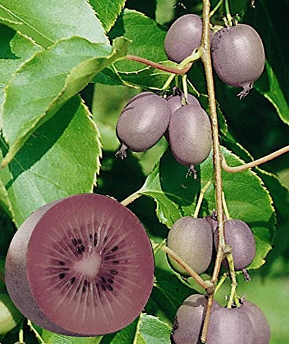 Kiwi de Sibérie Ken's Red (Femelle) Godet