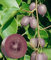 Kiwi de Sibérie Ken's Red (Femelle) Godet
