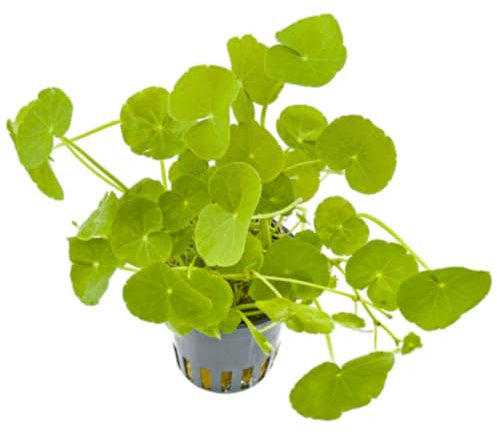 PlantasAcuario Planta acuática HYDROCOTYLE LEUCOCEPHALA planta de acuario viva y natural para acuarios plantados en maceta de 5cm…