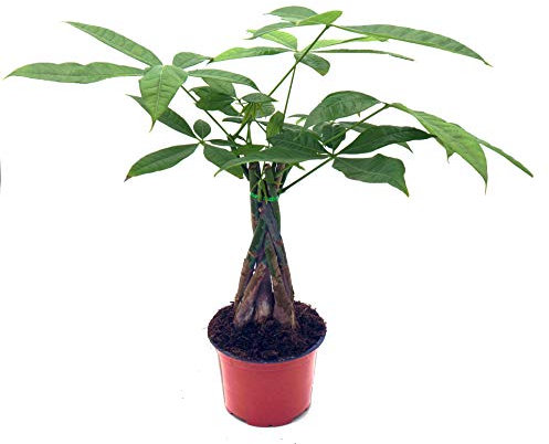 Glückskastanie (Pachira aquatica), pflegeleichte Zimmerpflanze (geflochten im 12cm Topf, ca. 45cm hoch)