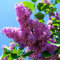 100pcs Rare Blue & White Japanische Flieder Seeds (Extremely Fragrant) Nelke Blumensamen für die Dekoration Haus und Garten 2 Bepflanzung