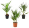Bloomique - Mix aus 3 - Winterharte Palmen Mix - Washingtonia, Phoenix, Chamaerops - Winterharte Palme - Gartenpflanzen - 40-50 cm Hoch - Topf 14 cm