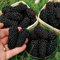 Benoon Semi Di Lamponi Neri, 200 Pezzi/Borsa Semi Di Lamponi Neri Semi Di Frutta Lampone Neri Deliziosi E Nutrienti Dolci Per La Casa Semi di Mora #