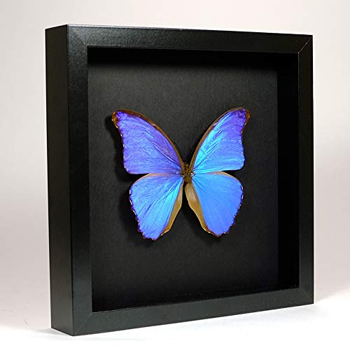 De Museumwinkel.com - Morpho Didius - Papillon de taxidermie géant bleu - Monté sous verre dans un cadre élégant fait main en bois noir - Décoration, Affichage d'art mural - Salle de séjour
