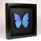 De Museumwinkel.com Morpho Didius - Blaue Morphofalter - Echter präparierter Schmetterling montiert unter Glas in handgefertigten eleganten schwarzen Holzrahmen