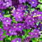 Clematis Polish Spirit Deciduous Flowering Potted Outdoor Garden Climbing Plant (9cm Pot, 20-30cm)