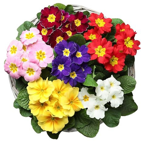 Primula Plants, 'Multicolours Mix', 20 x Full Plant Pack, Winter Bedding Plants, Winter Primulas, Garden Flowers, Garden Ready and Ready to Plant, Premium Quality Flowers