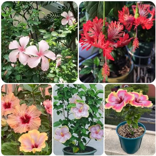 200 pcs hibiskus samen zimmerpflanze - bienenweide saatgut blumensamen geschenk, bonsai baum winterharte kübelpflanzen wildblumenwiese saatgut mehrjährig garten geschenke